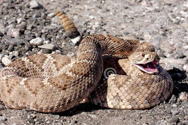 Nueva aparicioacuten de viacuteboras venenosas causa preocupacioacuten 