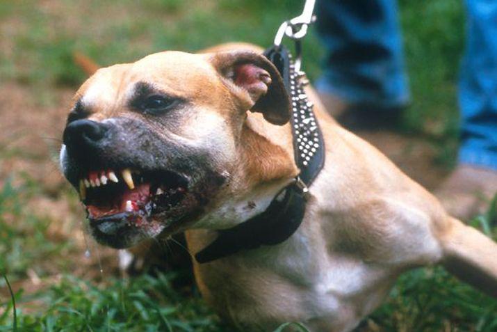 La menor tuvo que ser asistida de urgencia por las lesiones causadas por el perro