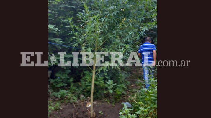 La planta mide ms de 2 metros