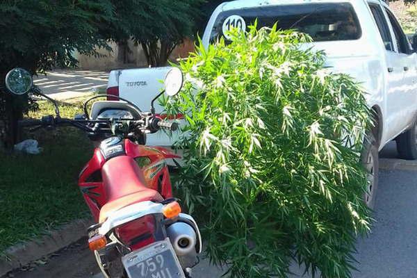 Buscaban a hermanos por golpear a vecino y hallaron planta de marihuana 