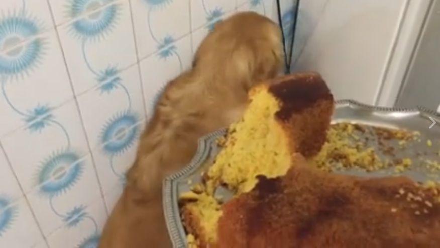 Video- Un perro no puede con la culpa por haberse comido un bizcochuelo