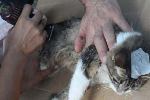 En marzo se retoman las castraciones en Sanidad Animal