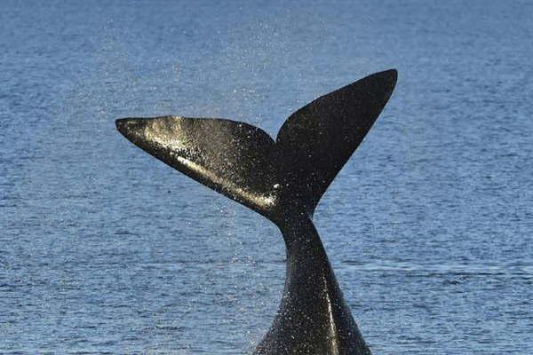 En la peniacutensula Valdeacutes ya se pueden avistar las primeras orcas del antildeo