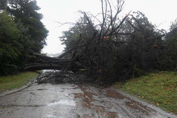 Catamarca- la lluvia causoacute anegamientos caiacuteda de aacuterboles y cortes de luz
