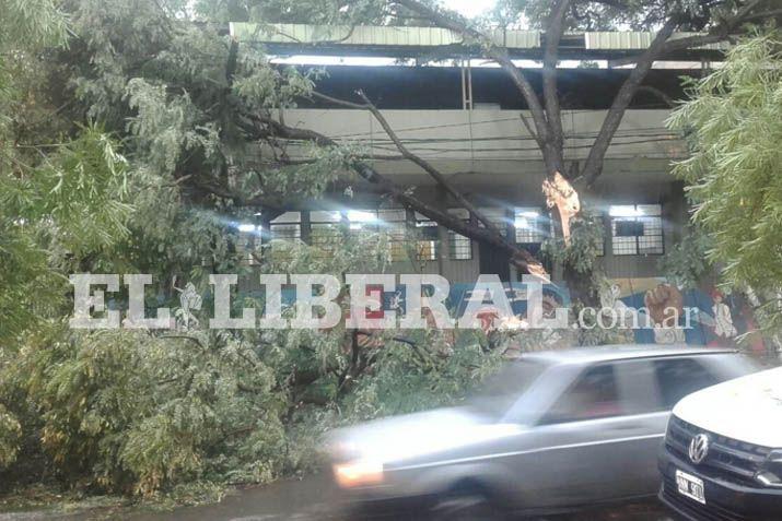 Un rbol cedió frente a la Escuela Laprida