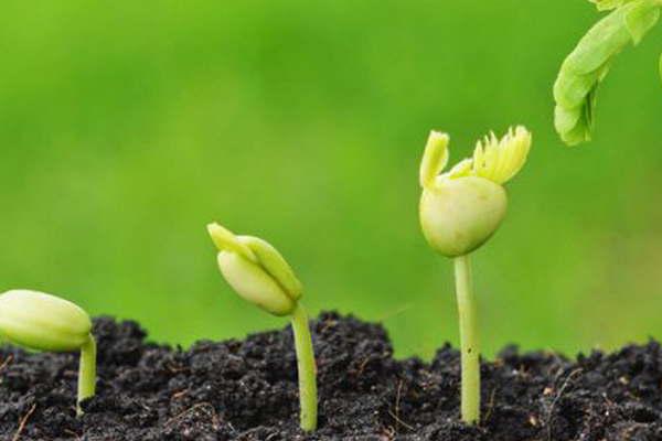 Buscaraacuten avanzar en leyes sobre semillas seguros y fertilizantes 