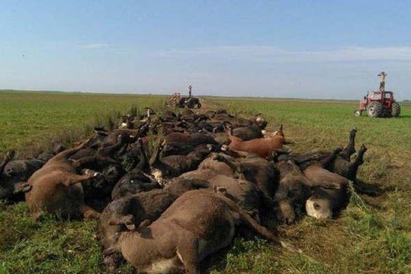 La Pampa- unas 200  vacas murieron a causa del calor extremo