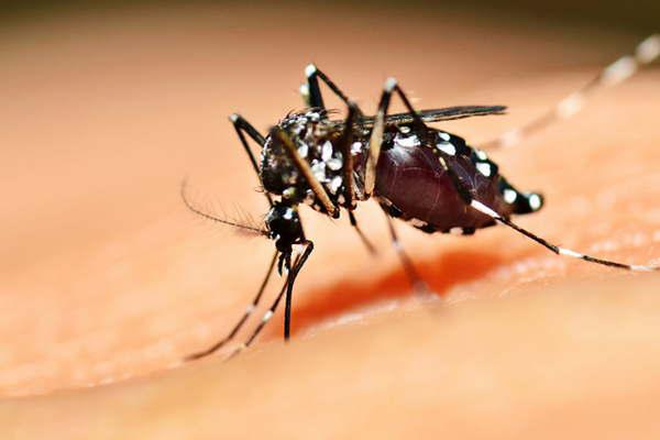 Confirman el primer caso de dengue importado de 2017 