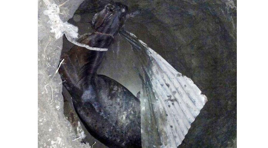 Caballo cayoacute en un pozo ciego en Las Termas