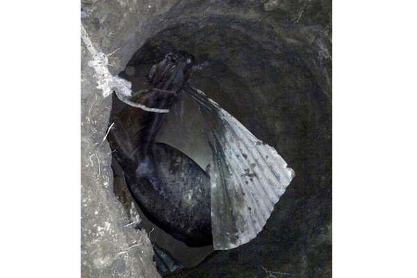 Bomberos y policiacutea rescataron un caballo de un pozo ciego