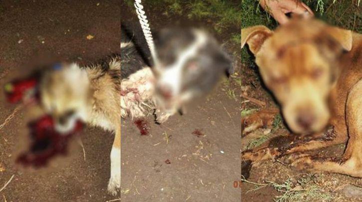 Al menos una persona atacoacute a hachazos a tres perros