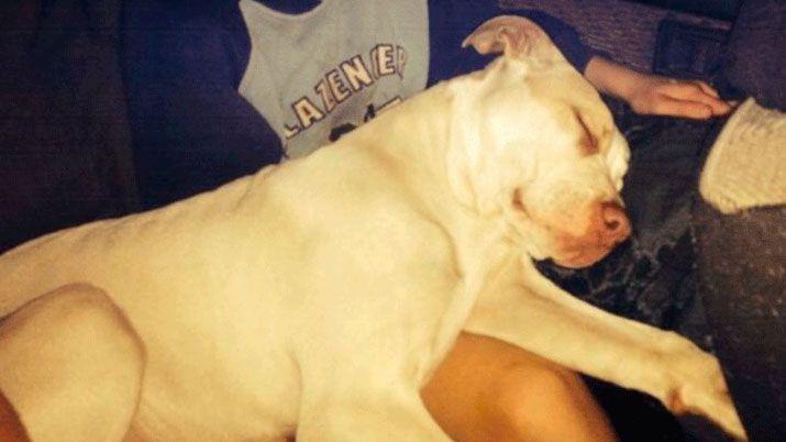 Un pitbull atacoacute a una mujer que trataba de ahogar a su hijo en un riacuteo