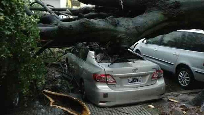 Fuerte temporal en Buenos Aires- cayeron 50 aacuterboles por los vientos