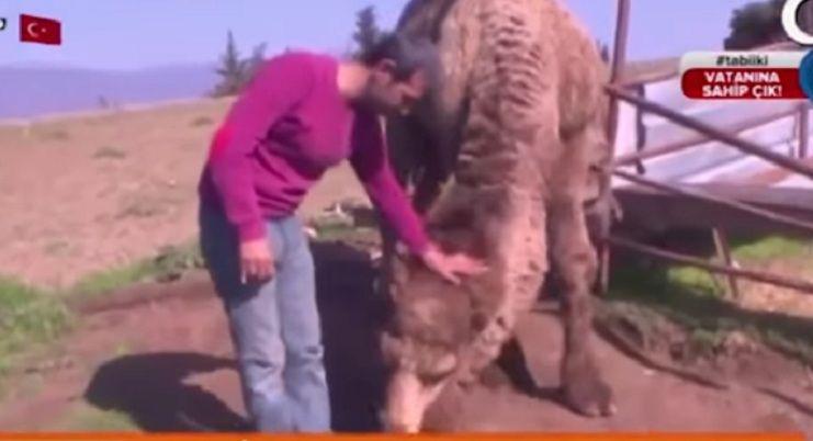 Hablaba de los beneficios de tener un camello y sufrioacute un sorpresivo ataque