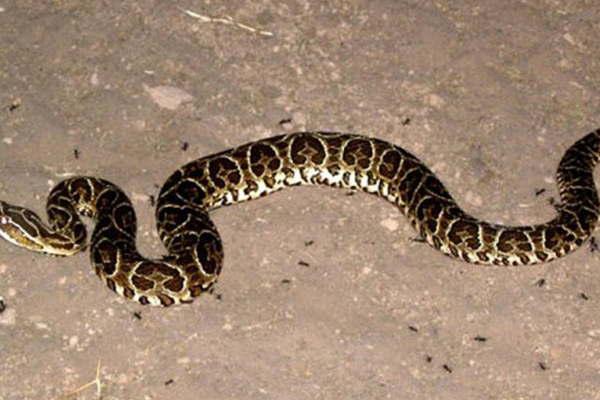 Niño fue mordido una serpiente en un camping y fue derivado a ciudad Capital