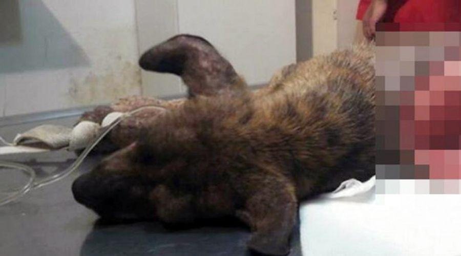 Jujuy- como a Chocolate despellejaron vivo a un perrito