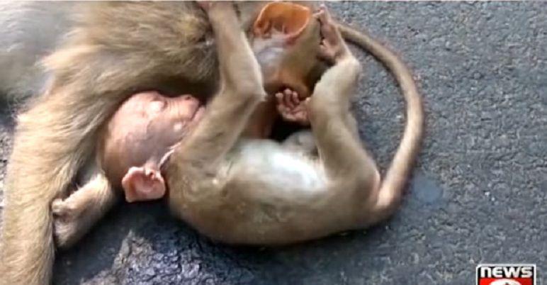 Mono bebeacute llora la muerte de su madre atropellada