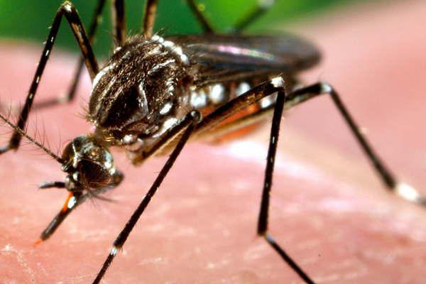 Detectan el primer caso de dengue autoacutectono 