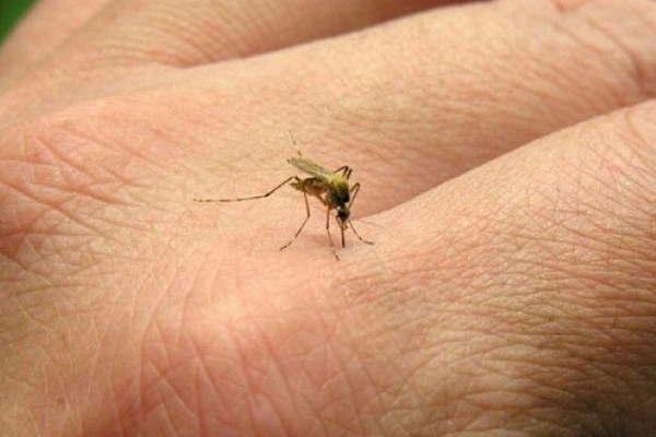 Registran la circulacioacuten del virus del zika en la Argentina 
