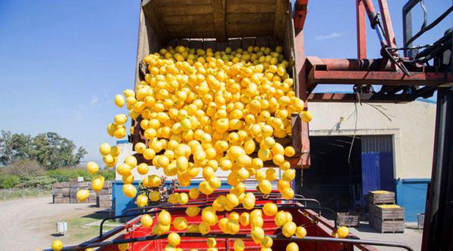 Continuacutea la suspensioacuten al ingreso de limones argentinos a EEUU