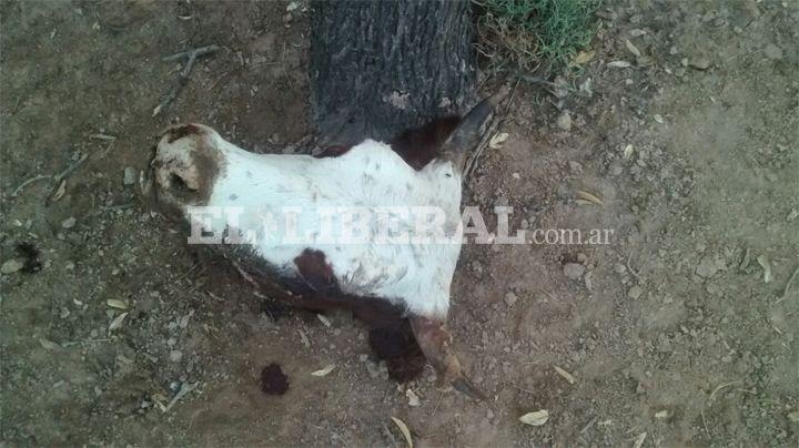 Entraron a una finca y se llevaron tres animales vacunos