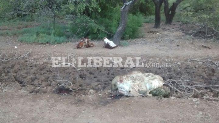 Entraron a una finca y se llevaron tres animales vacunos