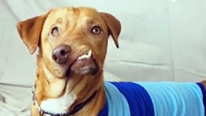 La conmovedora historia del perro Picasso