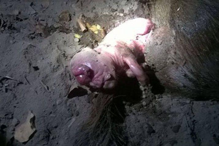 En el interior nacioacute un cerdo con ldquocara de humanordquo
