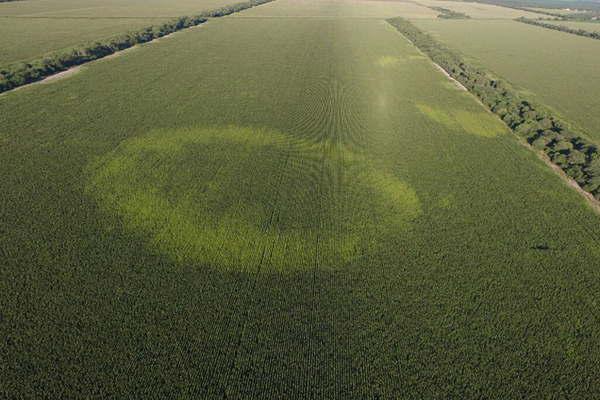Productor rural fotografioacute un extrantildeo ciacuterculo en su sembradiacuteo