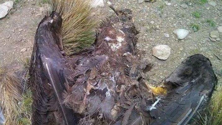 Jujuy- Envenenaron a 19 coacutendores y la especie estaacute en peligro