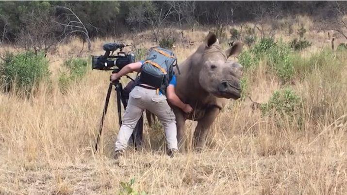 Video- una rinoceronte le pide a un camaroacutegrafo que la rasque