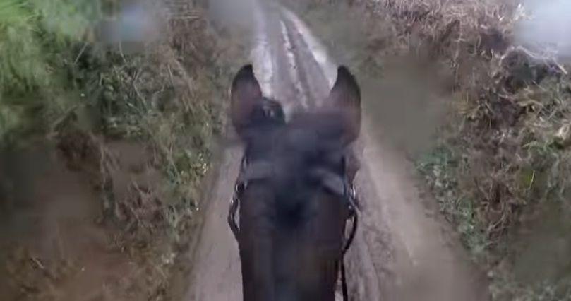 Sacoacute a pasear un caballo de carreras jubilado y terminoacute de la peor manera