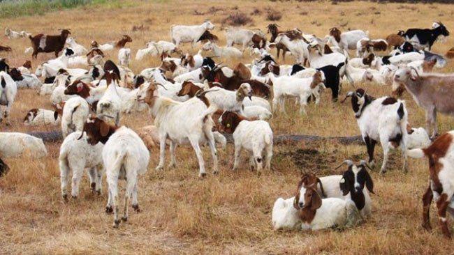 Dos niños salieron a buscar cabras y no regresaron a su hogar