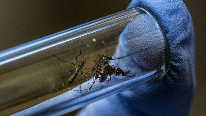 Chaco- hay 3 nuevos casos de zika y analizan 2 posibles por dengue