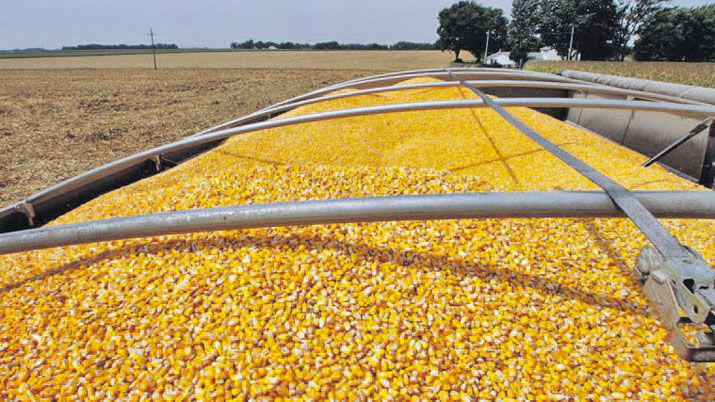 Ventas de maiacutez aumentaron 124-en-porciento- en el primer trimestre