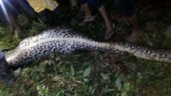 Video- el impactante hallazgo en el estoacutemago de una pitoacuten