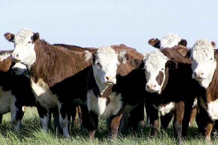 La policía se encuentra tras el recupero de la hacienda robada