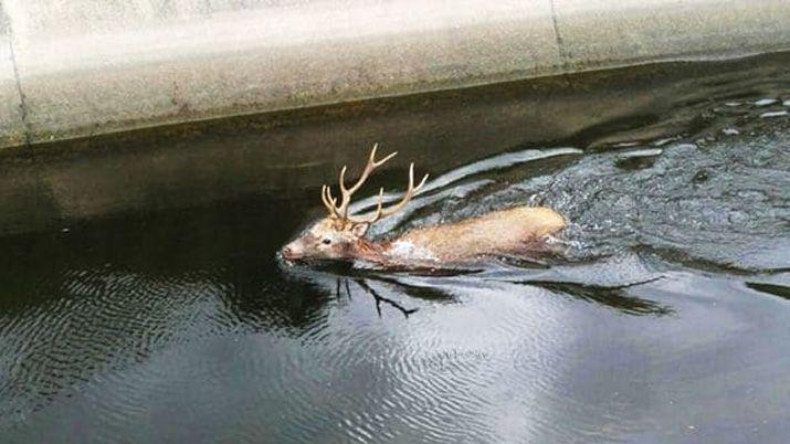 VIDEO  Asiacute rescataron a un ciervo de un acueducto