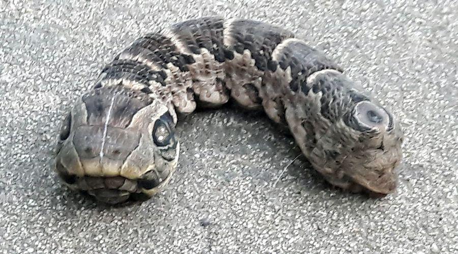 Video  Aparecioacute una extrantildea criatura con dos cabezas y tres ojos