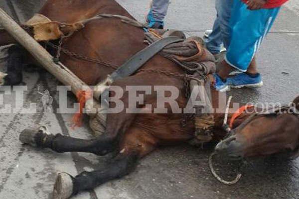 Un caballo se fracturoacute gravemente por llevar pesada carga 