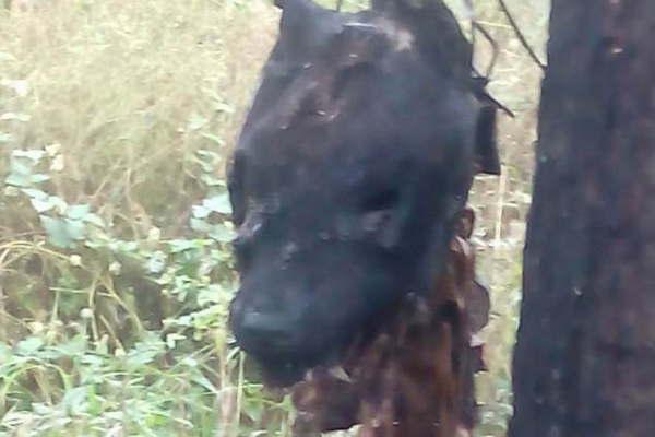 Horror- encuentran un  perro muerto colgado  de un aacuterbol y quemado