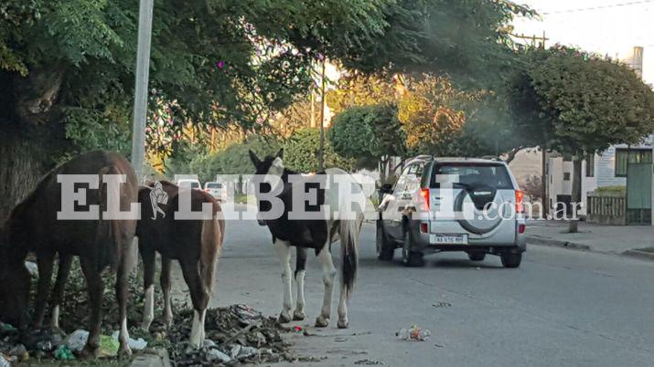 Animales yeguarizos un verdadero peligro en Friacuteas