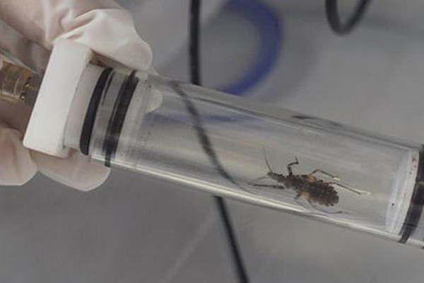 Investigadores prueban con eacutexito la vacuna contra el Chagas