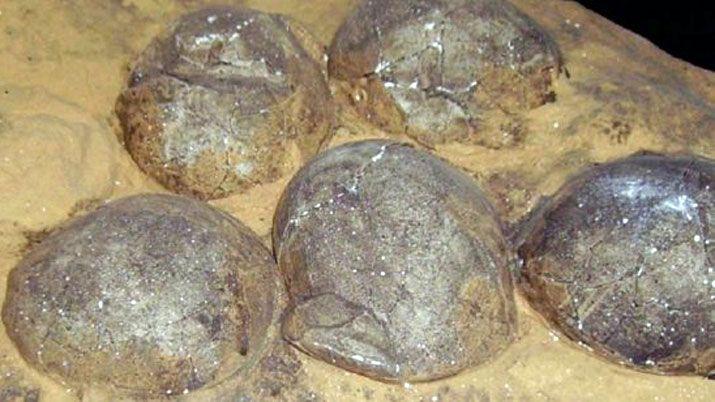 Increiacuteble- hallan huevos de dinosaurio de 70 millones de antildeos en Neuqueacuten
