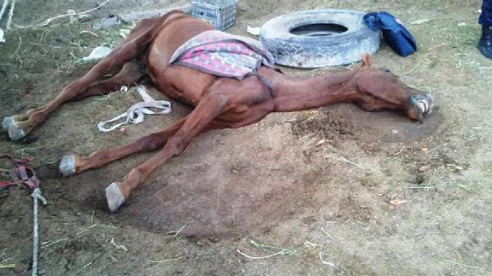 Un menor dejoacute morir a su caballo pero podriacutean condenar a sus padres