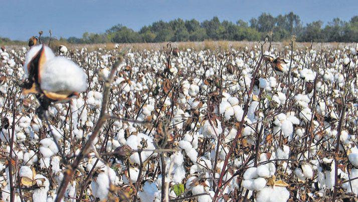 El clima el picudo y la falta de precio llevan en Chaco al abandono del algodoacuten