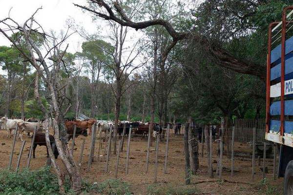 Secuestran maacutes de 150 animales sueltos en las rutas 