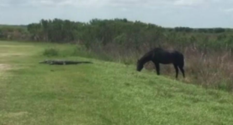La increiacuteble pelea entre un caballo y un cocodrilo