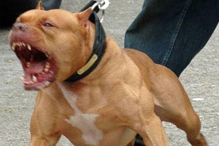 El acusado había apelado los ocho años de prisión por el mortal ataque de su pitbull a un niño