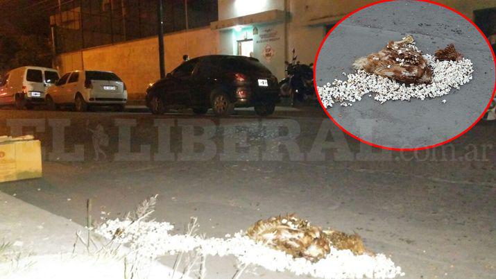 Hallan una gallina decapitada frente a la escuela de periodismo